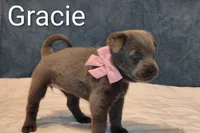 Gracie (BLUE) Female, a female Chow Chow and American Pit Bull Terrier for sale in Nashville, TN – Photo 2 of 4