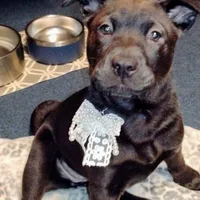 Sweet Pea, a female Chow Chow and American Pit Bull Terrier for sale in Nashville, TN – Photo 3 of 8