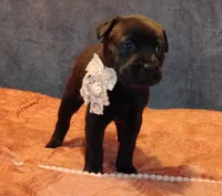 Sweet Pea, a female Chow Chow and American Pit Bull Terrier for sale in Nashville, TN – Photo 6 of 8