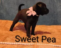 Sweet Pea, a female Chow Chow and American Pit Bull Terrier for sale in Nashville, TN – Photo 5 of 8