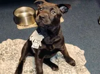 Sweet Pea, a female Chow Chow and American Pit Bull Terrier for sale in Nashville, TN – Photo 2 of 8