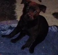 Sweet Pea, a female Chow Chow and American Pit Bull Terrier for sale in Nashville, TN – Photo 7 of 8