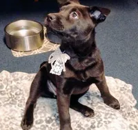 Sweet Pea, a female Chow Chow and American Pit Bull Terrier for sale in Nashville, TN – Photo 8 of 8