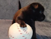 Lil Bear, a male Chow Chow and American Pit Bull Terrier for sale in Nashville, TN – Photo 3 of 3