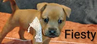 Fiesty, a female Chow Chow and American Pit Bull Terrier for sale in Nashville, TN – Photo 3 of 5