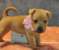 Fiesty, a female Chow Chow and American Pit Bull Terrier for sale in Nashville, TN – Photo 5 of 5