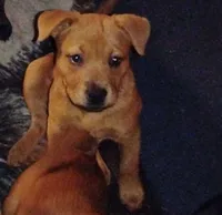 Fiesty, a female Chow Chow and American Pit Bull Terrier for sale in Nashville, TN – Photo 1 of 5