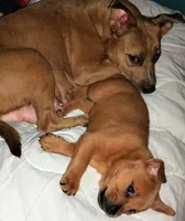 Fiesty, a female Chow Chow and American Pit Bull Terrier for sale in Nashville, TN – Photo 2 of 5