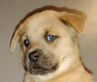 Jerry Blue Fawn, a male Chow Chow and American Pit Bull Terrier for sale in Nashville, TN – Photo 2 of 6