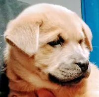 Jerry Blue Fawn, a male Chow Chow and American Pit Bull Terrier for sale in Nashville, TN – Photo 3 of 6