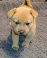 Jerry Blue Fawn, a male Chow Chow and American Pit Bull Terrier for sale in Nashville, TN – Photo 6 of 6