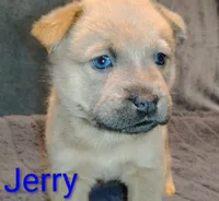 Jerry Blue Fawn, a male Chow Chow and American Pit Bull Terrier for sale in Nashville, TN – Photo 4 of 6