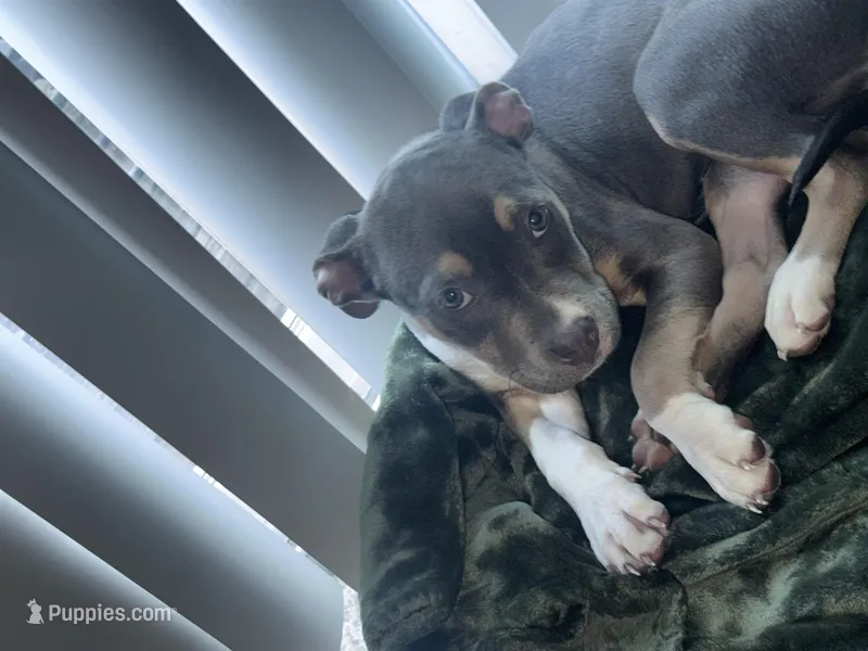 Kleo – American Bully, American Pit Bull Terrier puppy for sale in Greensboro, NC