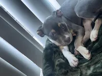 Kleo, a female American Bully and American Pit Bull Terrier for sale in Greensboro, NC – Photo 2 of 7