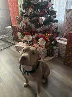 Kleo, a female American Bully and American Pit Bull Terrier for sale in Greensboro, NC – Photo 6 of 7