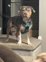 Kleo, a female American Bully and American Pit Bull Terrier for sale in Greensboro, NC – Photo 7 of 7