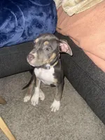 Kleo, a female American Bully and American Pit Bull Terrier for sale in Greensboro, NC – Photo 3 of 7