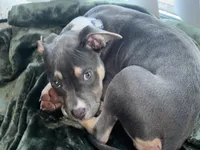 Kleo, a female American Bully and American Pit Bull Terrier for sale in Greensboro, NC – Photo 4 of 7