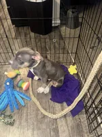 Kleo, a female American Bully and American Pit Bull Terrier for sale in Greensboro, NC – Photo 5 of 7