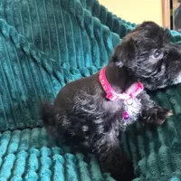 AKC Emma, a female Miniature Schnauzer for sale in Topeka, KS – Photo 5 of 8