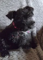 AKC Emma, a female Miniature Schnauzer for sale in Topeka, KS – Photo 3 of 8