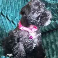 AKC Emma, a female Miniature Schnauzer for sale in Topeka, KS – Photo 6 of 8