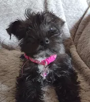 AKC Emma, a female Miniature Schnauzer for sale in Topeka, KS – Photo 8 of 8
