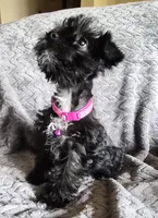 AKC Emma, a female Miniature Schnauzer for sale in Topeka, KS – Photo 7 of 8