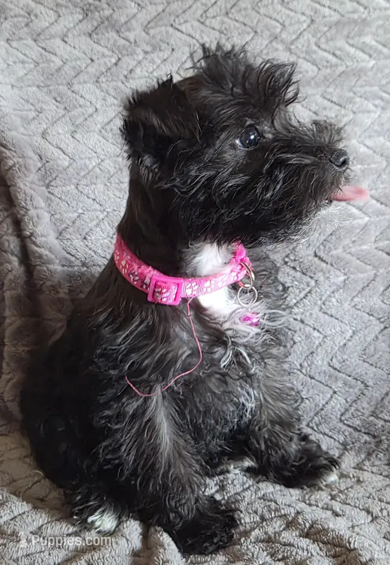 AKC Emma – Miniature Schnauzer puppy for sale in Topeka, KS