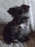 AKC Emma, a female Miniature Schnauzer for sale in Topeka, KS – Photo 4 of 8