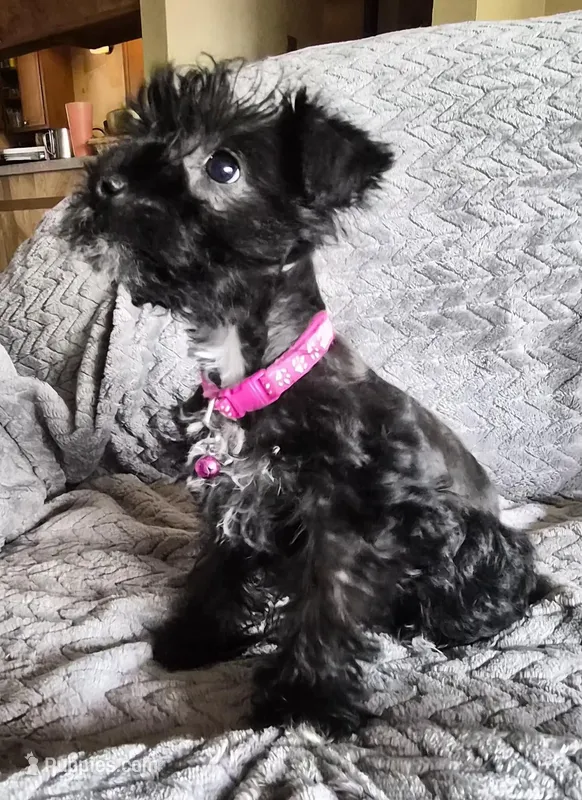 AKC Emma – Miniature Schnauzer puppy for sale in Topeka, KS