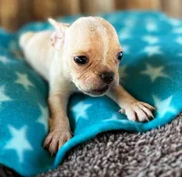 Strawberry, a female Boston Terrier and French Bulldog for sale in Fort Collins, CO – 2 of 2