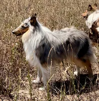 Opal, a female Collie for sale in Fort Collins, CO – 7 of 7