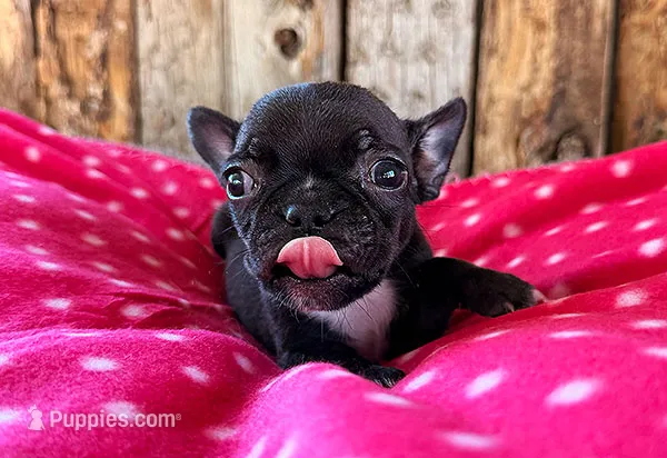Boston x Frenchie – Frenchton puppy for sale in Fort Collins, CO