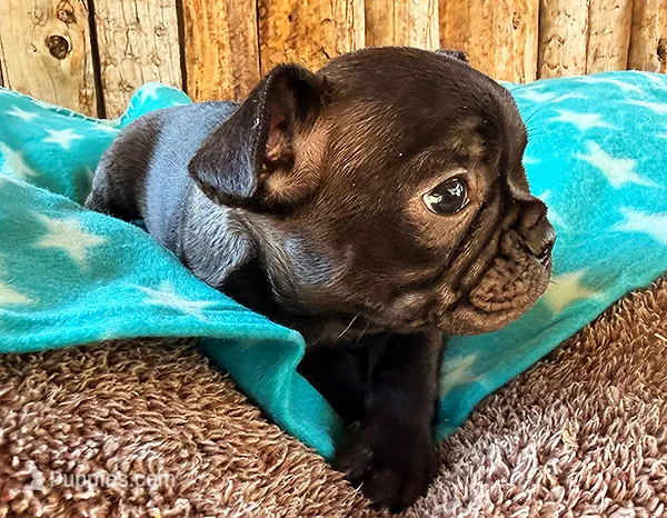 Gorilla – Boston Terrier, French Bulldog puppy for sale in Fort Collins, CO