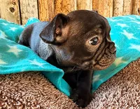 Gorilla, a male Boston Terrier and French Bulldog for sale in Fort Collins, CO – 1 of 3