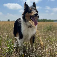 Jane, a female Collie for sale in Fort Collins, CO – Photo 2 of 4