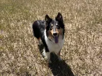 Jane, a female Collie for sale in Fort Collins, CO – Photo 4 of 4
