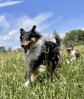 Jane, a female Collie for sale in Fort Collins, CO – Photo 3 of 4