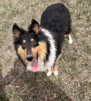 Jane, a female Collie for sale in Fort Collins, CO – Photo 1 of 4