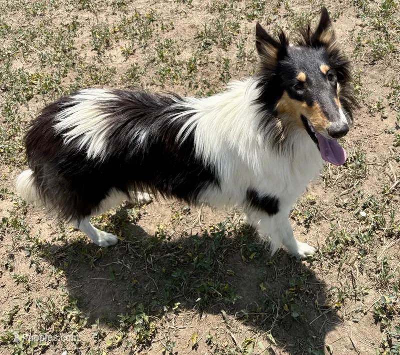 Orielle – Collie puppy for sale in Fort Collins, CO