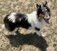 Orielle, a female Collie for sale in Fort Collins, CO – 1 of 10