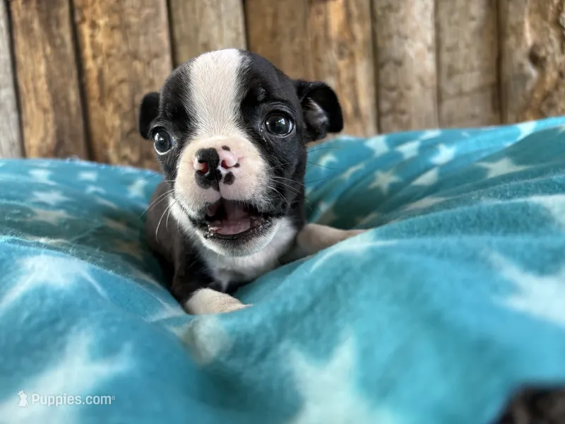 AKC Bear x Cinnamon – Boston Terrier puppy for sale in Fort Collins, CO