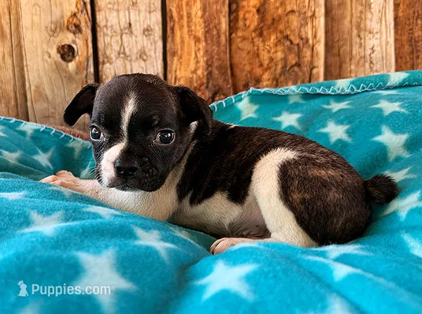 Mulberry – French Bulldog puppy for sale in Fort Collins, CO