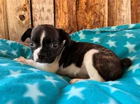 Mulberry, a male French Bulldog for sale in Fort Collins, CO – 1 of 3