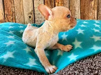 Strawberry, a male Frenchton for sale in Fort Collins, CO – 3 of 3