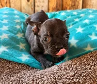 Blackberry, a male Boston Terrier and French Bulldog for sale in Fort Collins, CO – 3 of 3