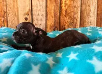 Blackberry, a male Boston Terrier and French Bulldog for sale in Fort Collins, CO – 2 of 3