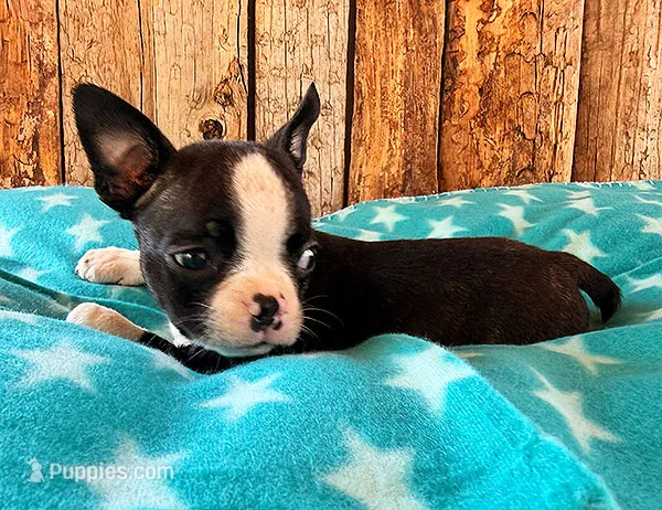 Ghost Pepper – Boston Terrier puppy for sale in Fort Collins, CO