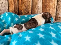 Raspberry, a male Boston Terrier and French Bulldog for sale in Fort Collins, CO – 2 of 3